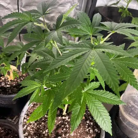 Homegrown Cannabis Co RESTART