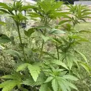 Kannabia OreoZ outdoor/indoor