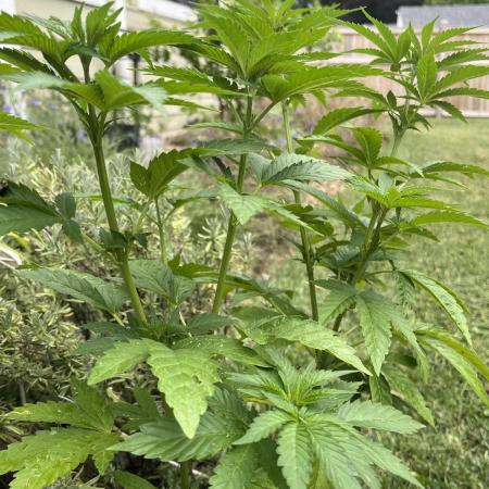 Kannabia OreoZ outdoor/indoor