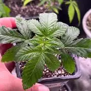 Papaya Frosting Photo- Barney’s Doja