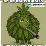 Outdoor FB Papaya Cookies