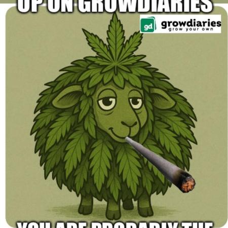 Outdoor FB Papaya Cookies