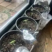 Homegrown Cannabis Co seeds Blue Lob