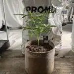 Outdoor Frost Banger FB