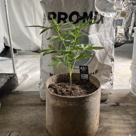Outdoor Frost Banger FB