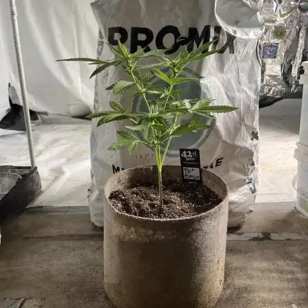Outdoor Frost Banger FB