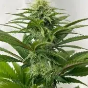 Kannabia OreoZ outdoor/indoor