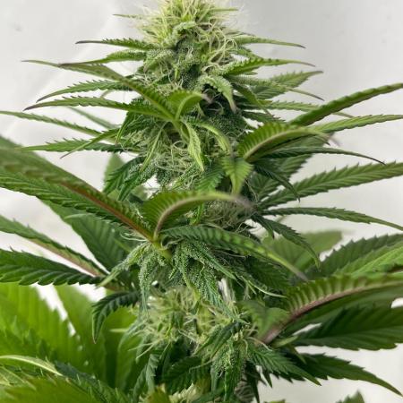 Kannabia OreoZ outdoor/indoor