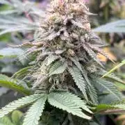 Kannabia OreoZ outdoor/indoor