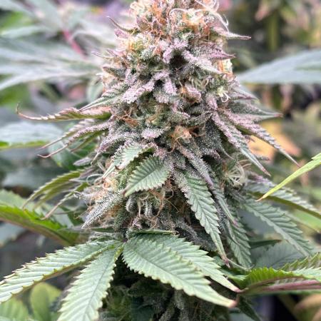 Kannabia OreoZ outdoor/indoor