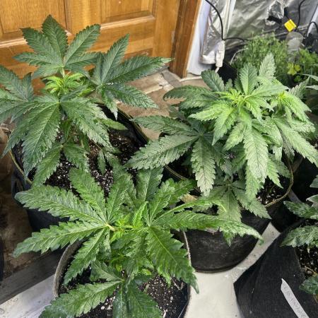 Eternity CUP 2026 Sticky Broccoli Zam Ph