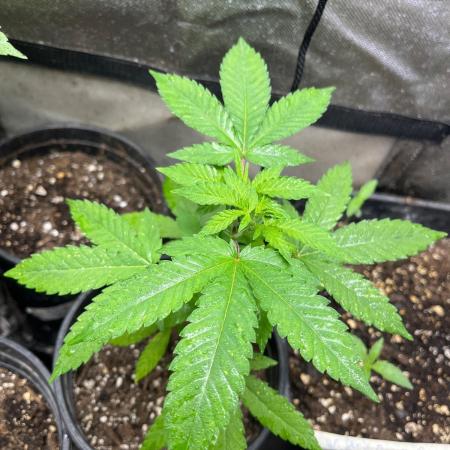 Homegrown Cannabis Co RESTART