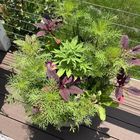 Outdoor FB Papaya Cookies