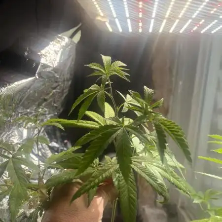Lemon Cherry Runtz- fast buds photo!