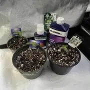 Eternity CUP 2026 Sticky Broccoli Zam Ph