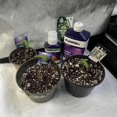 Eternity CUP 2026 Sticky Broccoli Zam Ph