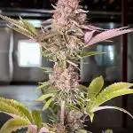 Photoperiod- Fast Buds Gorilla Melon