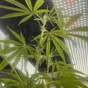 Kannabia OreoZ outdoor/indoor