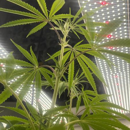 Kannabia OreoZ outdoor/indoor