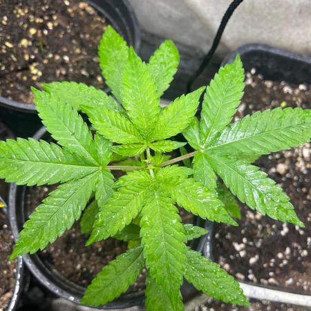 Homegrown Cannabis Co RESTART