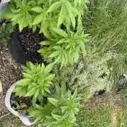 Kannabia OreoZ outdoor/indoor