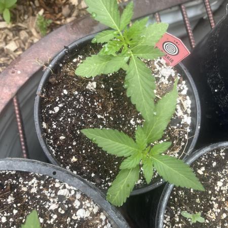 Kannabia OreoZ outdoor/indoor
