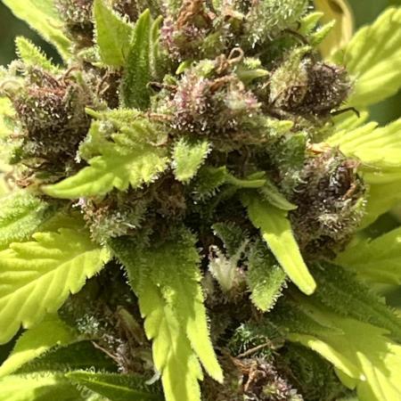 Outdoor FB Papaya Cookies