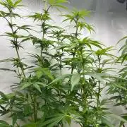 Kannabia OreoZ outdoor/indoor