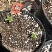 Kannabia OreoZ outdoor/indoor