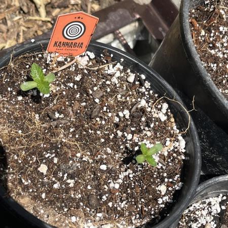 Kannabia OreoZ outdoor/indoor