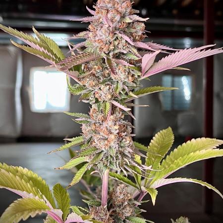 Photoperiod- Fast Buds Gorilla Melon
