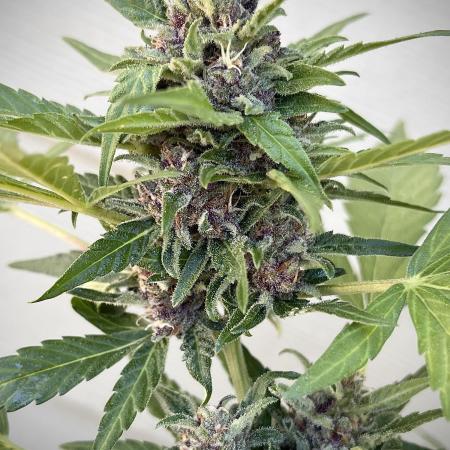 Outdoor Frost Banger FB