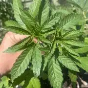 Kannabia OreoZ outdoor/indoor