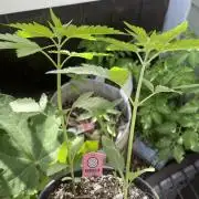 Kannabia OreoZ outdoor/indoor