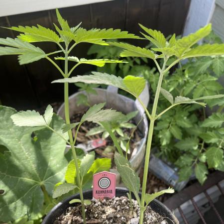 Kannabia OreoZ outdoor/indoor