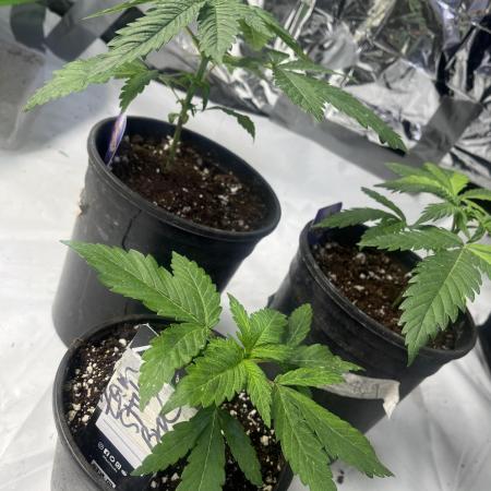 Eternity CUP 2026 Sticky Broccoli Zam Ph