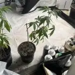 Lemon Cherry Runtz- fast buds photo!