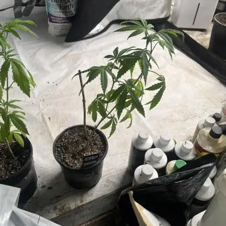 Lemon Cherry Runtz- fast buds photo!