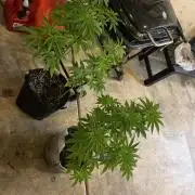 Kannabia OreoZ outdoor/indoor