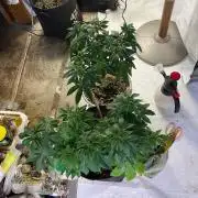 Homegrown Cannabis Co RESTART