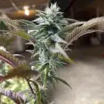 Fast Buds Photo- Papayton