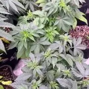 Homegrown Cannabis Co RESTART