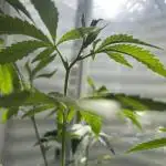 Lemon Cherry Runtz- fast buds photo!