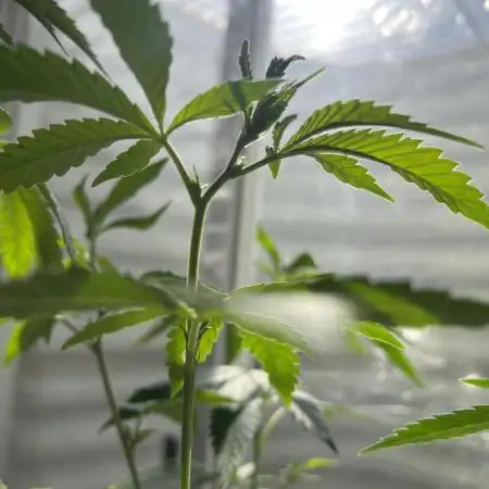 Lemon Cherry Runtz- fast buds photo!