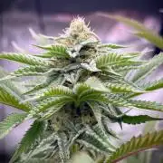 Kannabia OreoZ outdoor/indoor