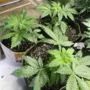 Eternity CUP 2026 Sticky Broccoli Zam Ph