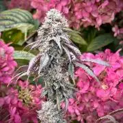 Kannabia OreoZ outdoor/indoor
