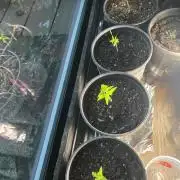 Homegrown Cannabis Co seeds Blue Lob