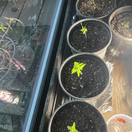 Homegrown Cannabis Co seeds Blue Lob