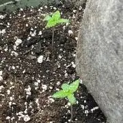 Homegrown Cannabis Co RESTART